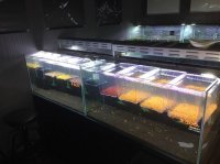 メタルカラーシュリンプ フルカラー