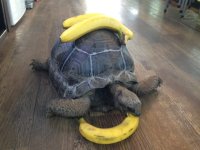 アルダブラゾウガメ
