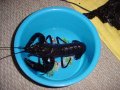 マロン 30cm （過去のペット）