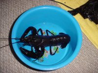 マロン 30cm （過去のペット）