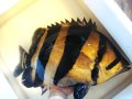シャムタイガー50cm （過去のペット）