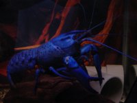 ブルーマロン 30cm （過去のペット）