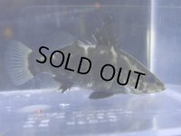 アカメ 7センチ