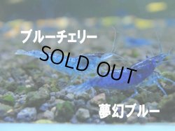 画像2: 夢幻ブルーシュリンプ