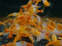 オレンジルリーシュリンプ15匹セット
