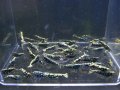 フィッシュボーンAS小さめ50匹セット