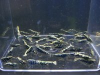フィッシュボーンAS小さめ50匹セット