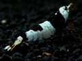 ブラックビー日の丸 Aクラス