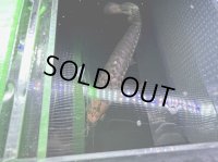 ゴールデンヘッドAAA 過背金龍 30センチ