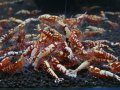 レッドフィッシュボーンASミックス50匹セット