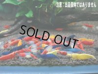 メタルカラーシュリンプ 稚えび50匹＋αセット