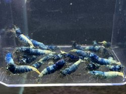 画像2: ターコイズ  MATERIAL BLUE 全て♀確定（送料込み）