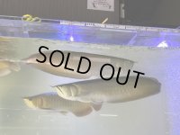 オリノコワイルド シルバーアロワナ 60センチ（1匹）