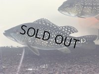 キクラオリノコエンシス シングーワイルド 20センチ