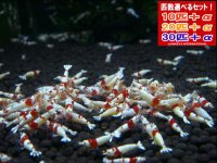 死着補償付き レッドビーシュリンプ モスラAS中心 表現ミックス（送料込み）