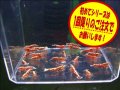 初めてのレッドフィッシュボーン5匹＋α（送料込み）