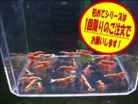 初めてのレッドフィッシュボーン5匹＋α（送料込み）