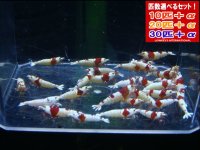 死着補償付き レッドビーシュリンプ ハイグレード（送料込み）