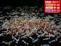 死着補償付き レッドビーシュリンプ ミドルグレード（送料込み）
