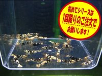 初めてのブラックファンシーシュリンプ5匹＋α（送料込み）