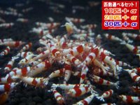 死着補償付き レッドビーシュリンプ 大き目Aクラスミックス（送料込み）