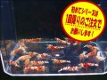 初めてのレッドファンシーシュリンプ5匹＋α（送料込み）