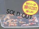 初めてのレッドファンシーシュリンプ5匹＋α（送料込み）