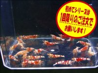 初めてのレッドファンシーシュリンプ5匹＋α（送料込み）