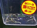 初めてのブラックフィッシュボーン5匹＋α（送料込み）