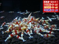 死着補償付き レッドビーシュリンプ 日の丸・モスラ ハイグレード（送料込み）