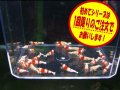初めてのレッドビーシュリンプ10匹＋α（送料込み）