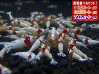 死着補償付き レッドビーシュリンプ モスラAクラス（送料込み）