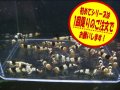 初めての黒ビーシュリンプ10匹＋α（送料込み）