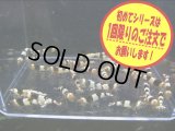 初めての黒ビーシュリンプ10匹＋α（送料込み）