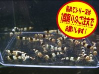 初めての黒ビーシュリンプ10匹＋α（送料込み）