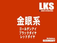 金眼系