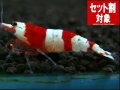 レッドビーA（初心者グレード）