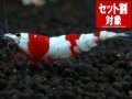 レッドビータイガーＳ