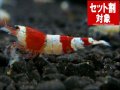 レッドビーB（選別外ミックス）