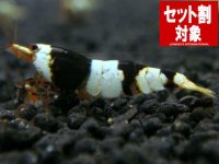 黒ビーS（ミドルグレード）