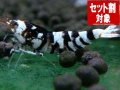 ブラックファンシーA