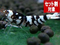 ブラックファンシーA