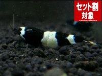 ブラックシャドー