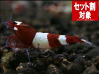 レッドシャドー