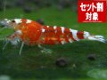 レッドファンシー選別外