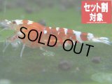 レッドファンシー選別外