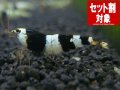 黒ビーA（初心者グレード）