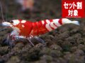 レッドファンシーA