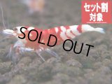 レッドファンシーA