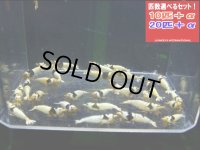死着補償付き ブラックビーシュリンプ モスラAクラス（送料込み）